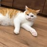 ほるぴ🐰 的头像