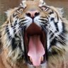 Фото профиля 周(あまね)@虎党🐯