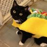 Taco cat profil fotoğrafı