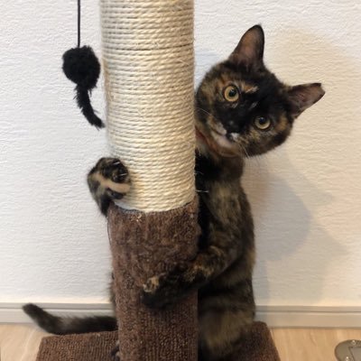 サビ猫サラミ&シャム猫ナッツ's profile picture