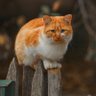 K.Balaji profil fotoğrafı