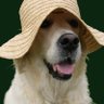 lapulgamala 的头像