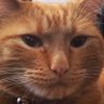 thatcatdon.eth 的头像