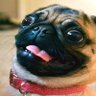 •Puggy Røse•'s profile picture
