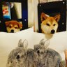 Фото профиля 柴犬レオン7才
