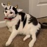 Фото профиля Poojapooja