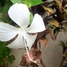 Фото профиля v sivaraj