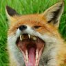 Фото профиля 🐗DaV🦊