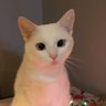Profilbild von meow