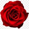 Profilbild von Rose R. 🍥