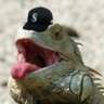 Profilbild von Iguana