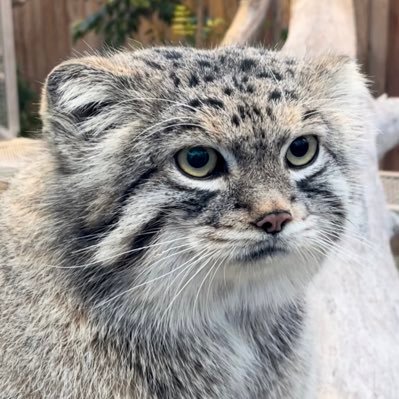 amie_manul's profile picture