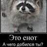 Это енот, санитар леса profil fotoğrafı