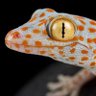 Thoughtful Gecko ⚡️ profil fotoğrafı
