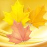 枫叶 🇨🇦🍁's profile picture