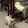 陈老大是学霸's profile picture
