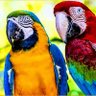 سامر السامر's profile picture