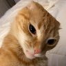 O Rei do Gado's profile picture