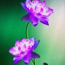 Profilbild von Gan Lan