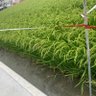 Фото профиля 秋雨
