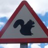Profilbild von Esquirolet 🐀🐿️ PARODY.PARODY I'm not a squirrel