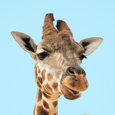 セカオワ記念日's profile picture