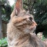 NekoCat's profile picture