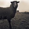 Black Sheep Baseball's profile picture