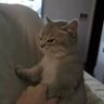 Minto 的头像