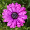 Denise ✝️🇺🇸🌷 profil fotoğrafı