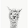 Фото профиля AffableAlpaca