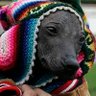 Profilbild von Perro Calato Caviar