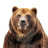 BearlyArrived's profile picture