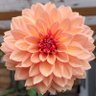 Profilbild von SunShine&Daisies