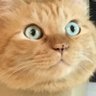 つくね profil fotoğrafı
