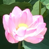 やち profil fotoğrafı