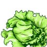 retasu's profile picture