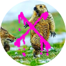 芳香族ベーコン profil fotoğrafı