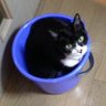 黒猫シュン 的头像
