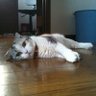 青空猫侍🌈👑's profile picture