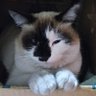 ししゃも😽🍏🔱 profil fotoğrafı