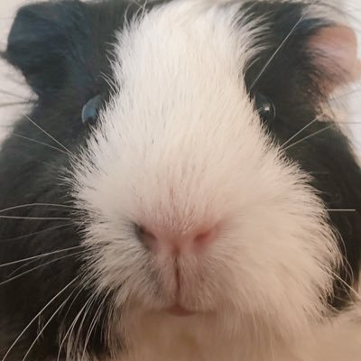 きなこ🫘's profile picture