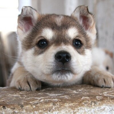 ranmaruday's profile picture