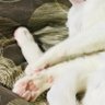 猫缶 profil fotoğrafı