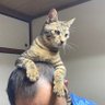 トシちゃん's profile picture