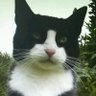 Profilbild von もちねこ茶