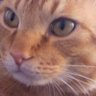 ももりん's profile picture