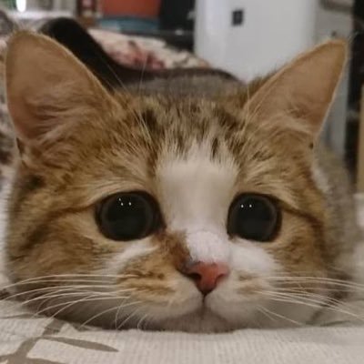 ã«ã¯ã¹ððŸ's profile picture