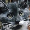 のぐたん profil fotoğrafı