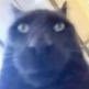 Фото профиля Cat News